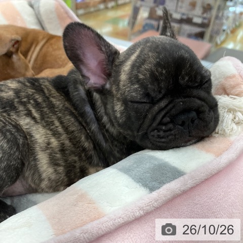 フレンチ・ブルドッグの写真