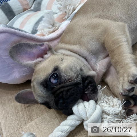 愛知県のフレンチブルドッグ (ペットプラス 熱田店/2026年8月23日生まれ/男の子/フォーン)の子犬の4枚目の画像