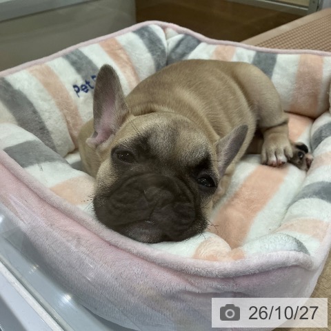 愛知県のフレンチブルドッグ (ペットプラス 熱田店/2026年8月23日生まれ/男の子/フォーン)の子犬の3枚目の画像