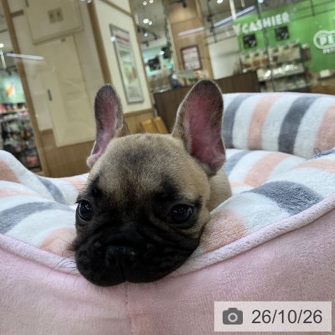 フレンチ・ブルドッグの写真