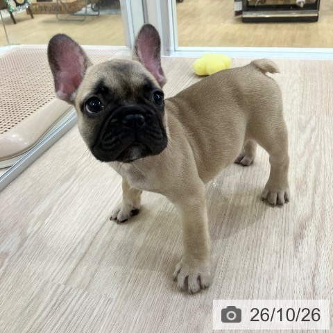 フレンチ・ブルドッグの写真