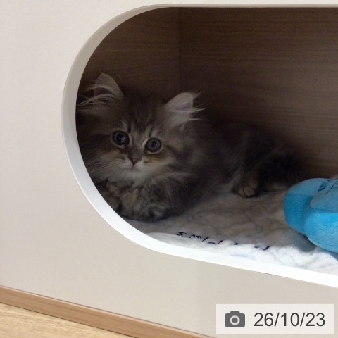 ミヌエットの写真