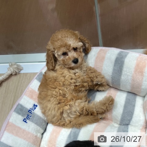 愛知県のトイプードル(トイ) (ペットプラス イオンモール長久手店/2026年8月24日生まれ/男の子/アプリコット)の子犬の3枚目の画像
