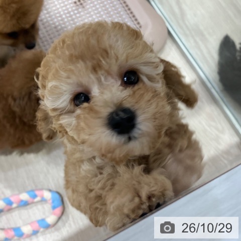 愛知県のトイプードル(トイ) (ペットプラス イオンモール長久手店/2026年8月24日生まれ/男の子/アプリコット)の子犬の4枚目の画像