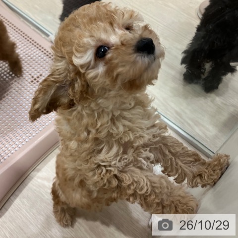 愛知県のトイプードル(トイ) (ペットプラス イオンモール長久手店/2026年8月24日生まれ/男の子/アプリコット)の子犬の3枚目の画像