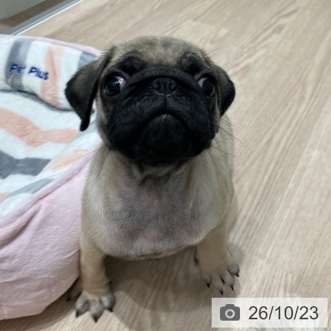 石川県のパグ (ペットプラス 白山店/2026年8月22日生まれ/男の子/フォーン)の子犬の4枚目の画像
