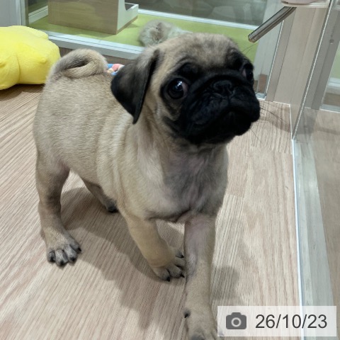 石川県のパグ (ペットプラス 白山店/2026年8月22日生まれ/男の子/フォーン)の子犬の3枚目の画像