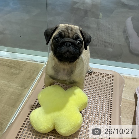 愛知県のパグ (ペットプラス イオンモール豊川店/2026年8月22日生まれ/女の子/フォーン)の子犬の4枚目の画像