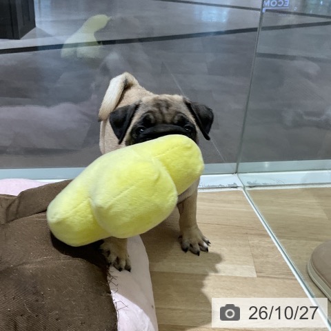愛知県のパグ (ペットプラス イオンモール豊川店/2026年8月22日生まれ/女の子/フォーン)の子犬の3枚目の画像