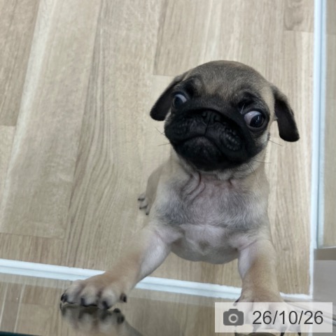 岐阜県のパグ (ペットプラス 各務原店/2026年8月22日生まれ/女の子/フォーン)の子犬の4枚目の画像