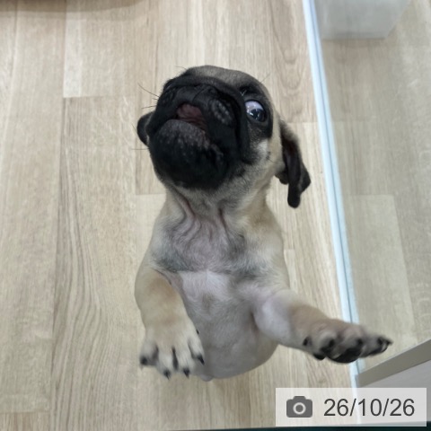 岐阜県のパグ (ペットプラス 各務原店/2026年8月22日生まれ/女の子/フォーン)の子犬の3枚目の画像