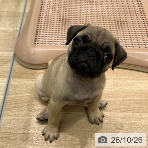 パグの写真