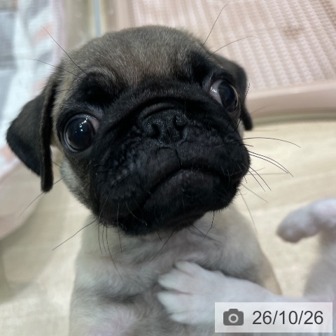 パグの写真