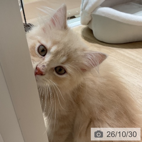 マンチカンの写真