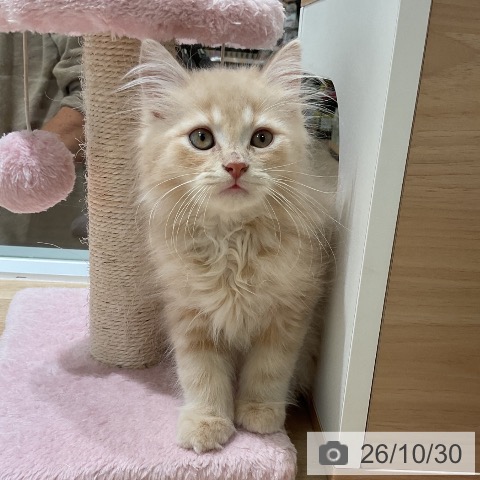 マンチカンの写真