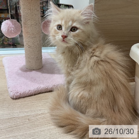 マンチカンの写真