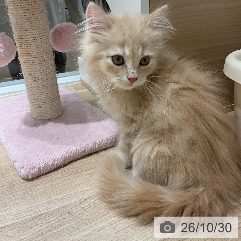 マンチカンの写真