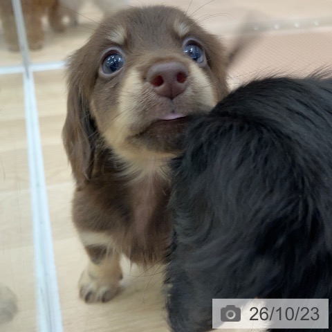 ミニチュア・ダックスフンドの写真