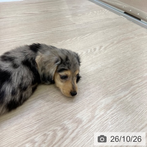 ミニチュア・ダックスフンドの写真