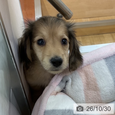 愛知県のミニチュアダックスフンド(ロング) (ペットプラス mozoワンダーシティ店/2026年8月21日生まれ/男の子/シェーデットイエロー)の子犬の3枚目の画像