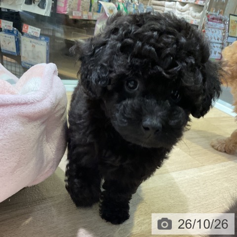 愛知県のトイプードル(トイ) (ペットプラス 岡崎店/2026年8月19日生まれ/女の子/ブラック)の子犬の3枚目の画像