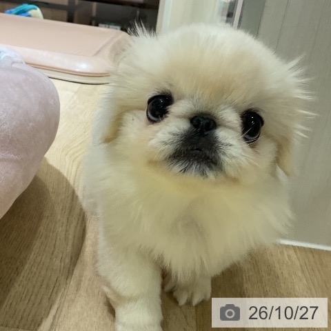 ペキニーズの写真