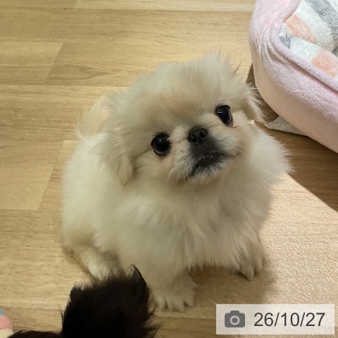 ペキニーズの写真