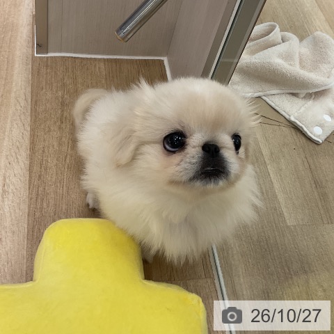 ペキニーズの写真