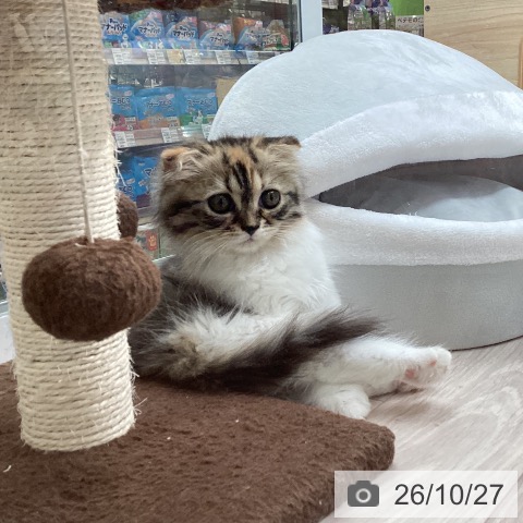 スコティッシュフォールドの写真