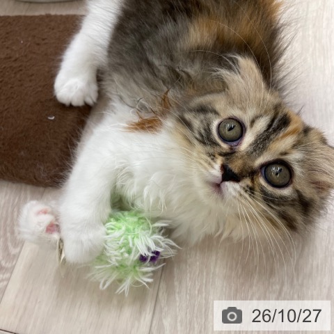 スコティッシュフォールドの写真