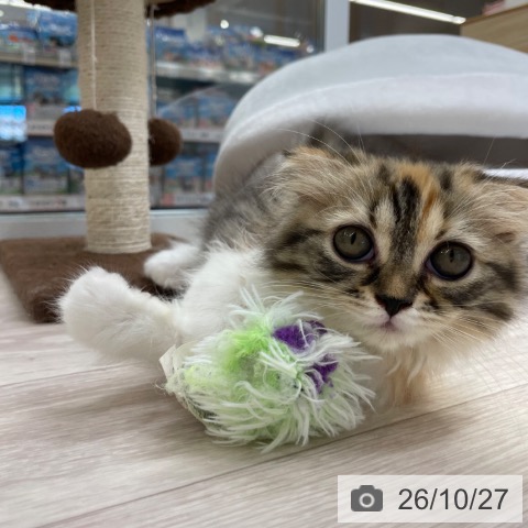 スコティッシュフォールドの写真