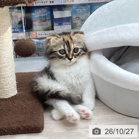 スコティッシュフォールドの写真