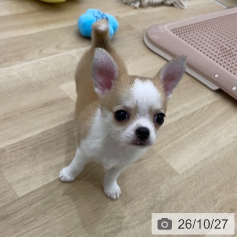 チワワの写真