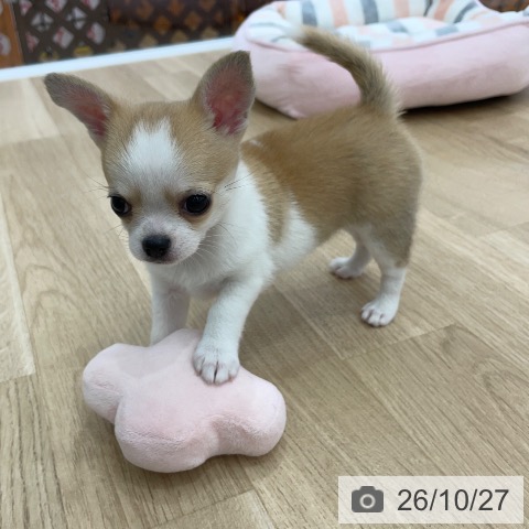 チワワの写真