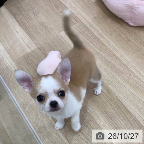 チワワの写真