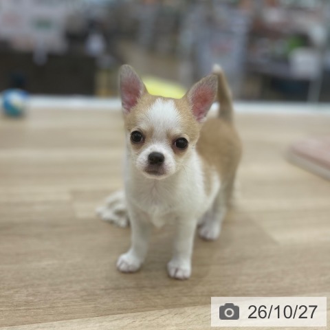 チワワの写真