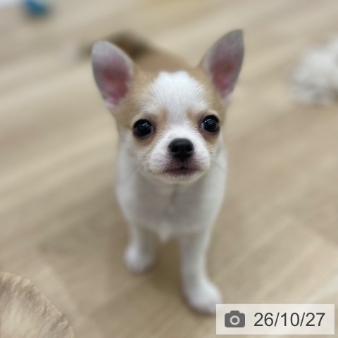 チワワの写真