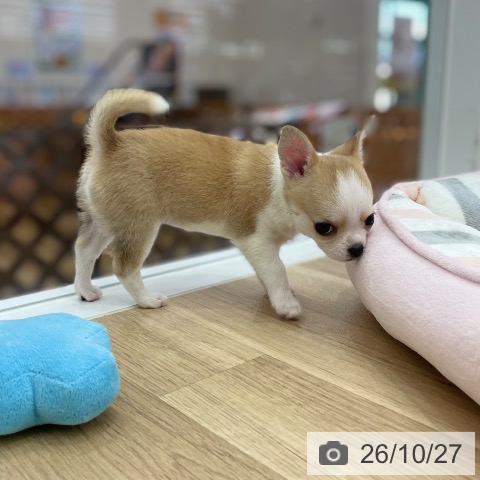チワワの写真