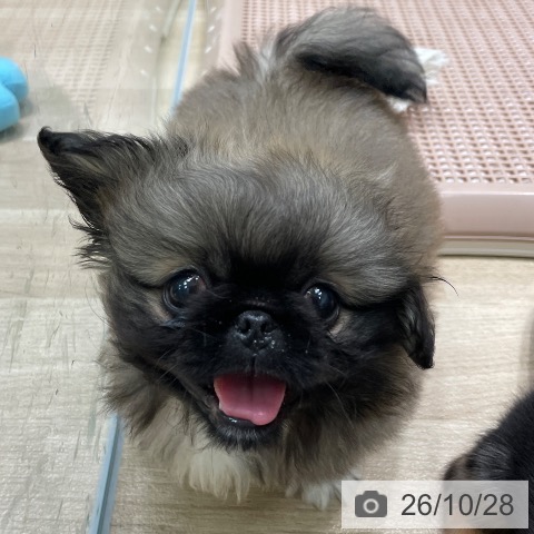 ペキニーズの写真