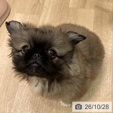 ペキニーズの写真