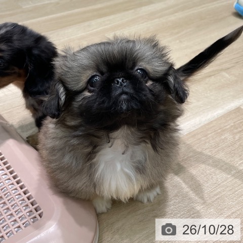 ペキニーズの写真