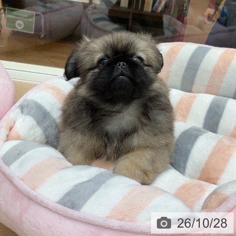岐阜県のペキニーズ (ペットプラス 各務原店/2026年8月24日生まれ/男の子/フォーン)の子犬の4枚目の画像
