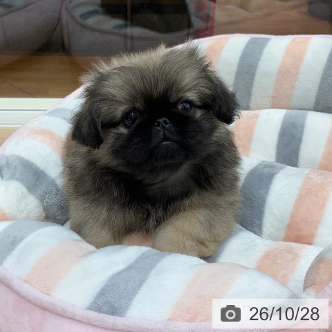 岐阜県のペキニーズ (ペットプラス 各務原店/2026年8月24日生まれ/男の子/フォーン)の子犬の3枚目の画像