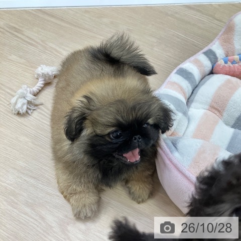 愛知県のペキニーズ (ペットプラス ナゴヤドーム前店/2026年8月24日生まれ/男の子/フォーン)の子犬の3枚目の画像