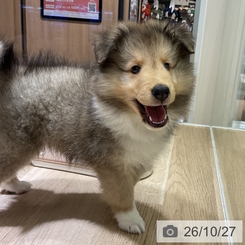 シェットランド・シープドッグの写真