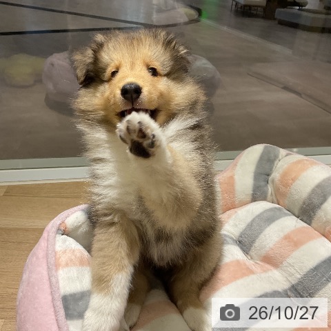 シェットランド・シープドッグの写真