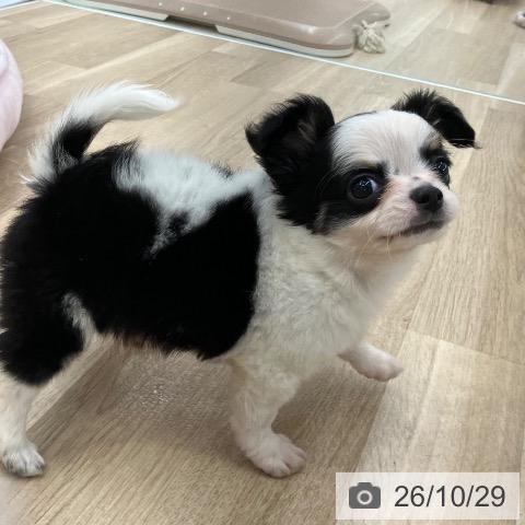 チワワの写真