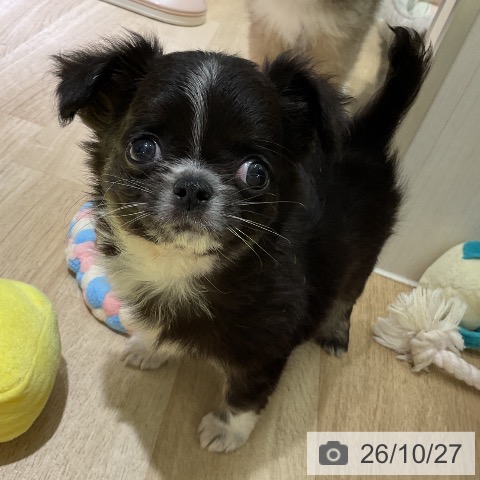 愛知県のチワワ(ロング) (ペットプラス イオンモール豊川店/2026年8月26日生まれ/男の子/ブラックタンホワイト)の子犬の4枚目の画像