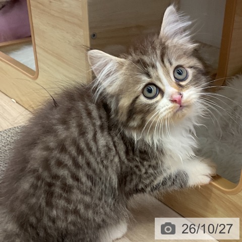 サイベリアンの写真