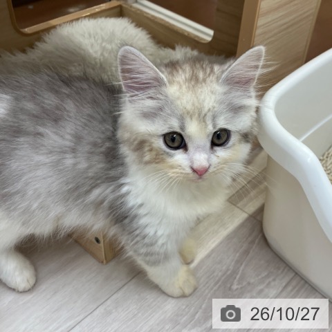 サイベリアンの写真